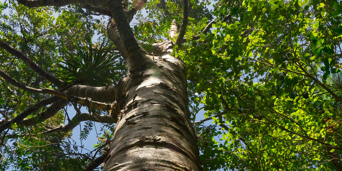 How to Identify a Tree