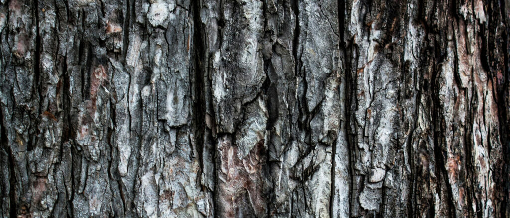 Tree Bark