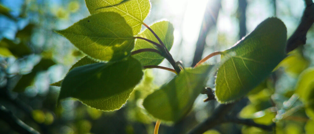 Identify a Tree's Leaves