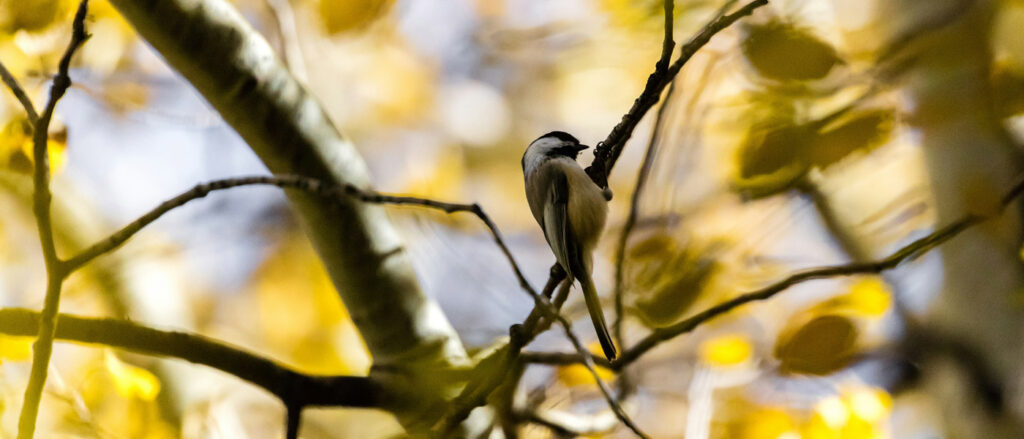 Tree Twig Branch