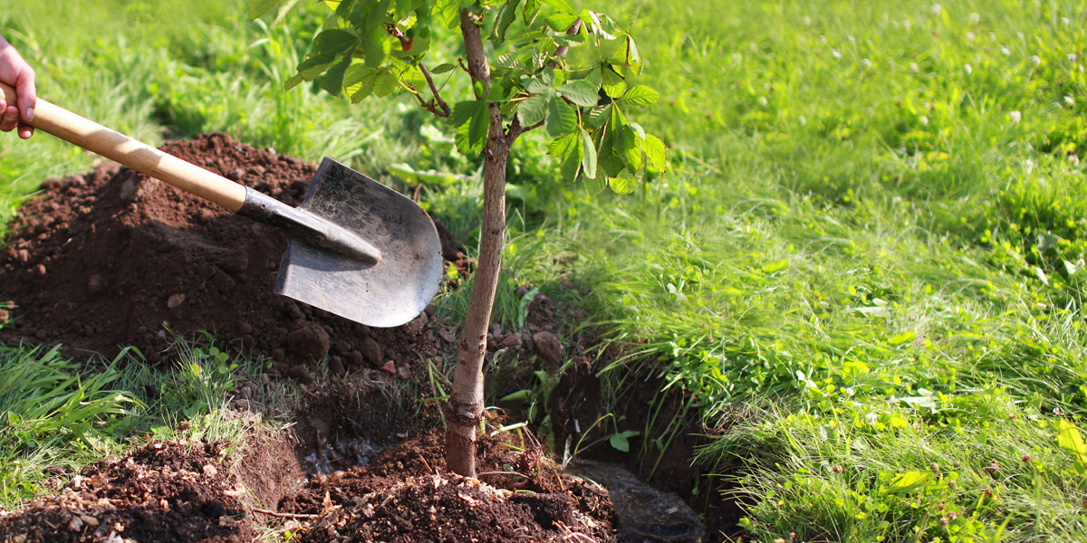 How to Properly Plant a Tree