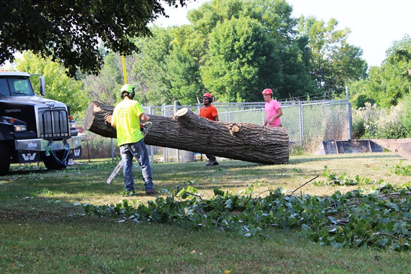 Tree Removal Services in Wild Rose, WI