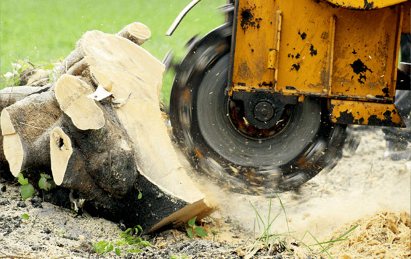 Stump Grinding Services Wild Rose, WI