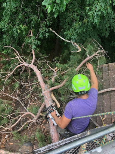 Tree Cleanup