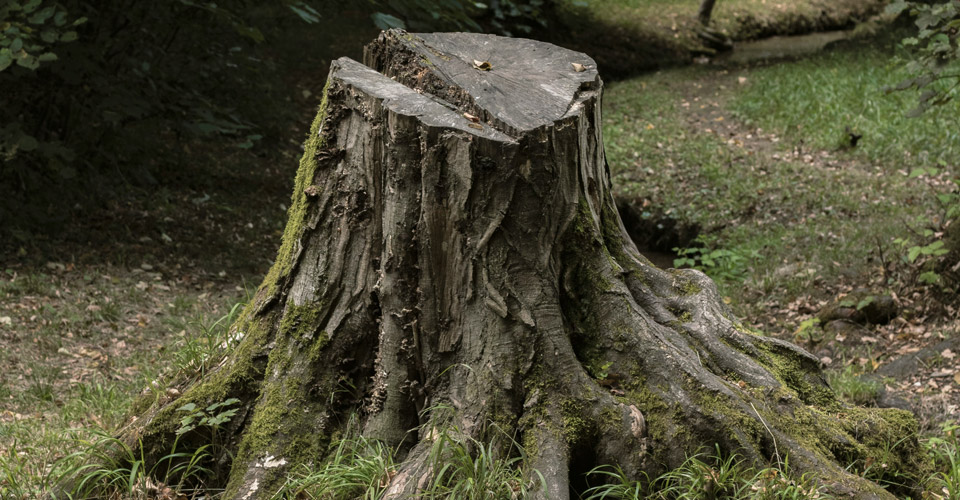 Tree Stump Removal