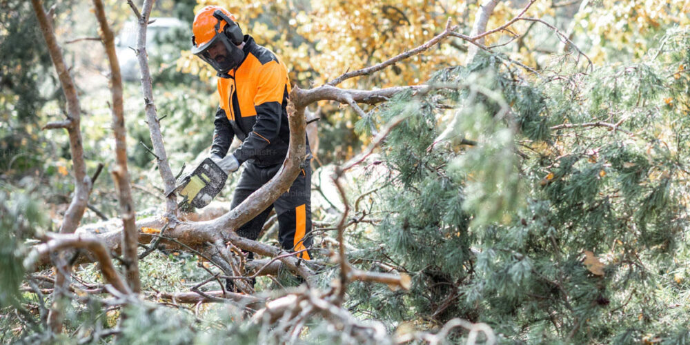 The Difference Between Tree Trimming and Pruning