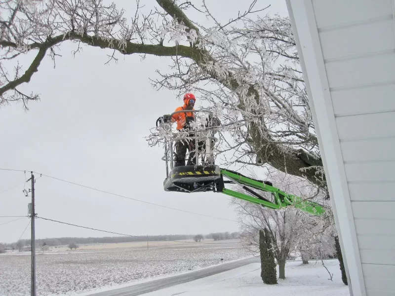 Winter Tree Removal