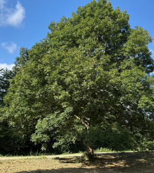 Ash Tree