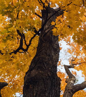 Silver Maple Tree in Autumn