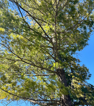 White Pine Tree