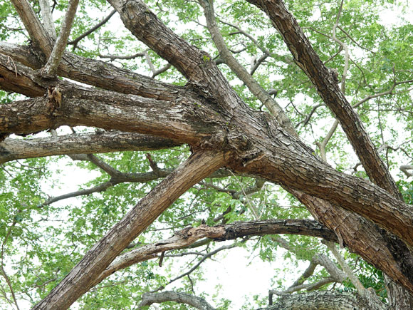 Crossing/Rubbing Tree Branches