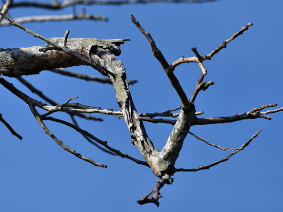 Dry/Dying Branches