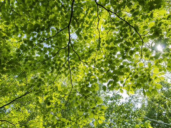 Tree Canopy
