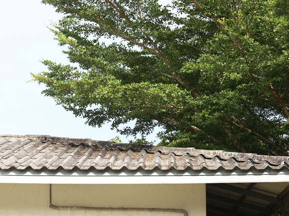 Tree Overhanging Roof