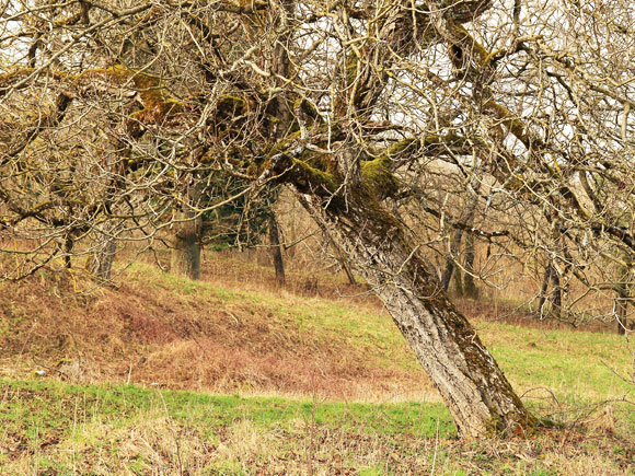 Unbalanced/Lopsided Growth