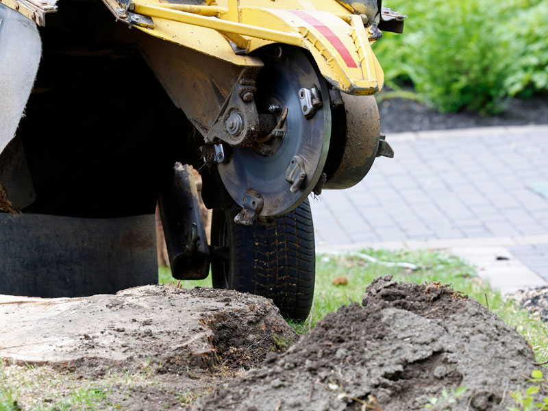 Stump Grinding Process
